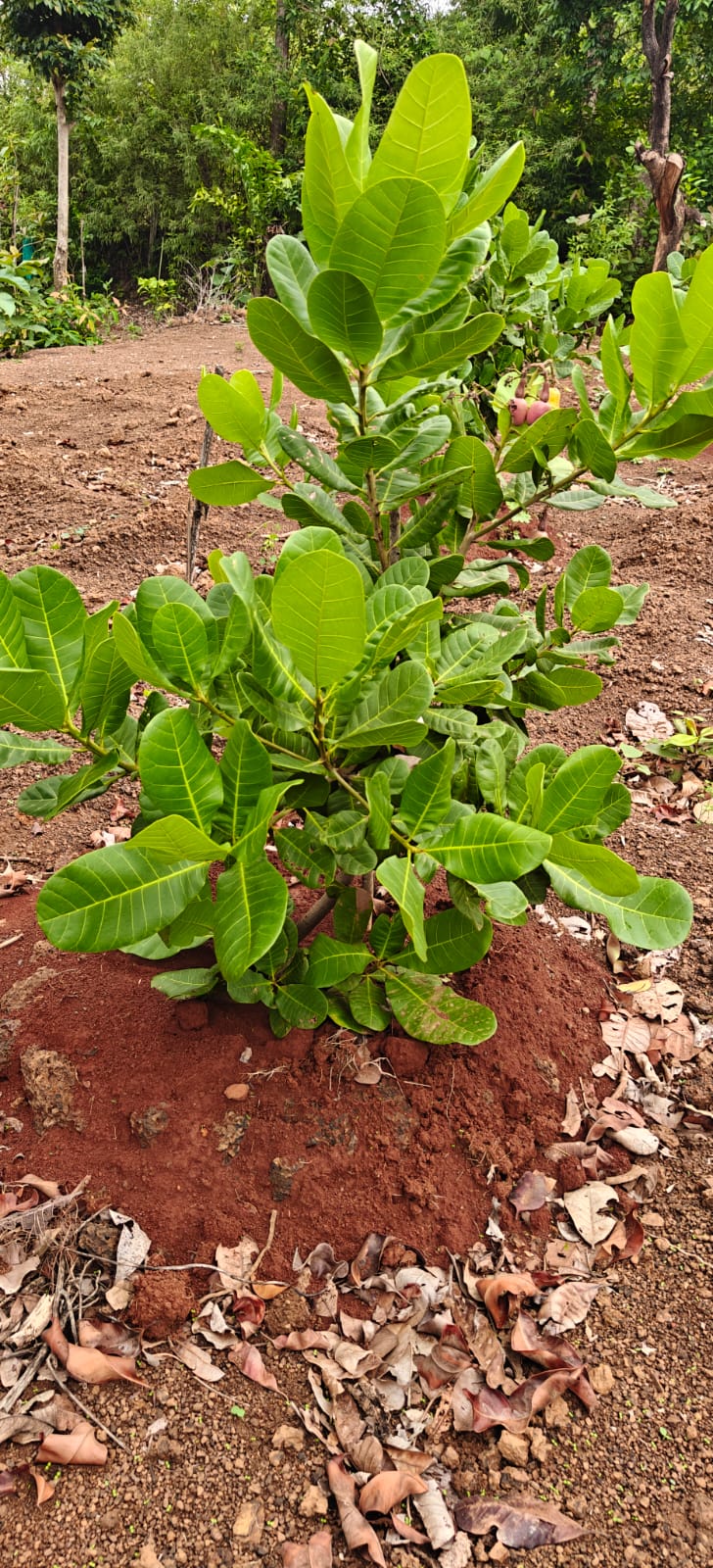 Farm plant: WhatsApp Image 2026-07-27 at 12.25.14 (1).jpeg